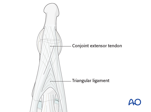 Note the crisscross alignment of the fibers within the conjoint extensor tendons, and also within the triangular ligament.