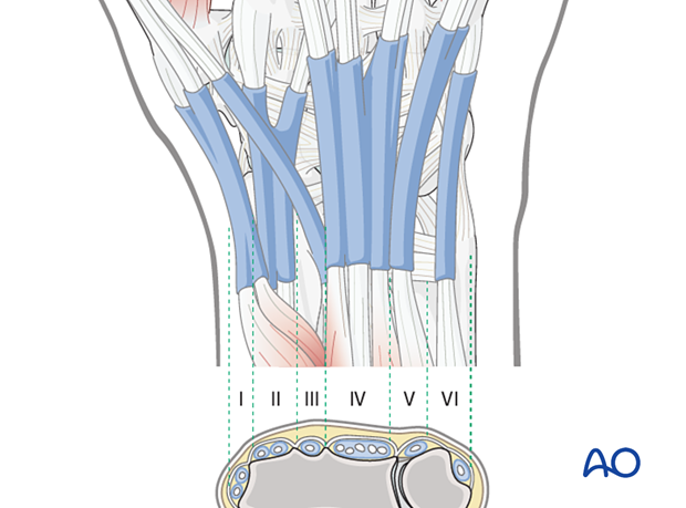 The six extensor compartments on the dorsum of the radiocarpal region