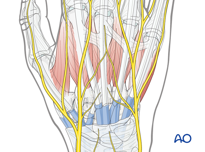 Dorsal approach to the carpometacarpal joints