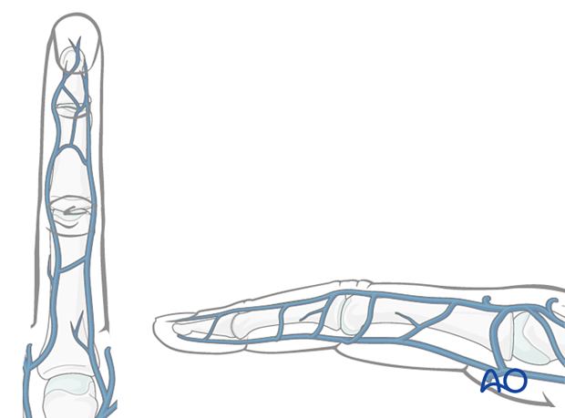 Longitudinal and transverse branches of the dorsal venous system - finger