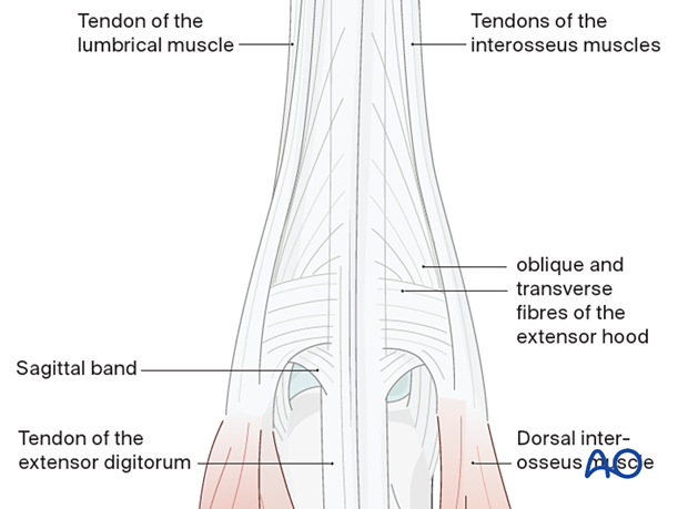 Tendinous anatomy of the metacarpophalangeal joint