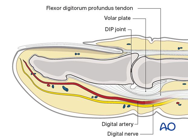 Anatomical structures of the DIP joint