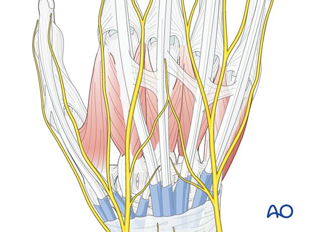 Dorsal anatomy of the metacarpals with tendons and nerves