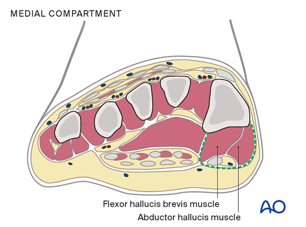 Medial compartment of the foot