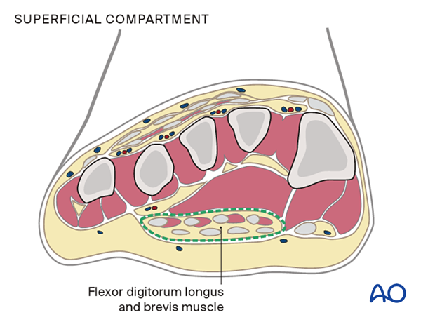 Superficial compartment of the foot