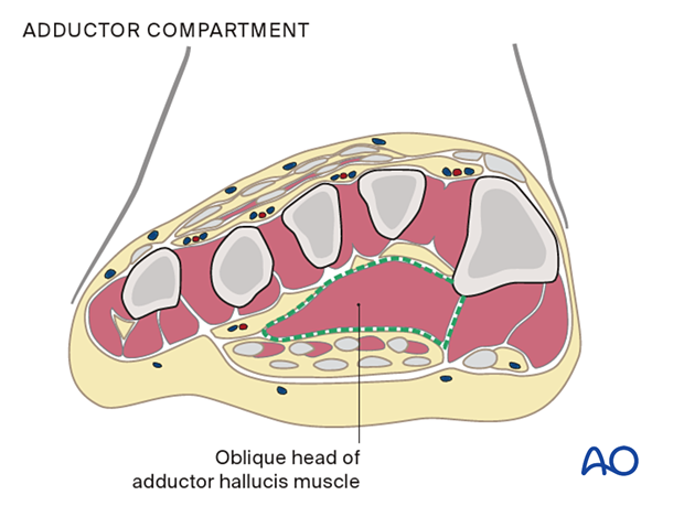 Adductor or deep compartment of the foot