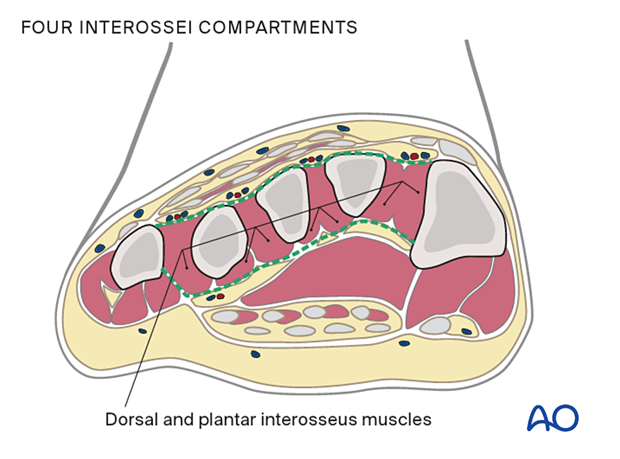 Four interossei compartments of the foot