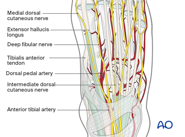 Critical neurovascular structures for the percutaneous dorsomedial approach