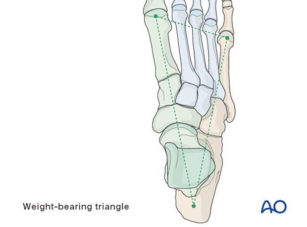 Weight-bearing triangle of the foot
