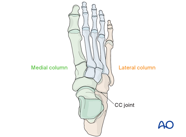 Medial and lateral column of the foot