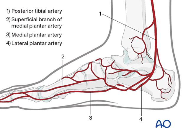 Medial view of vessels