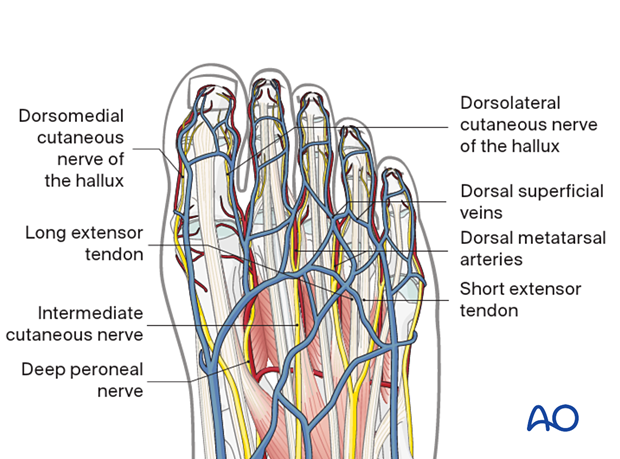 Anatomy of the forefoot
