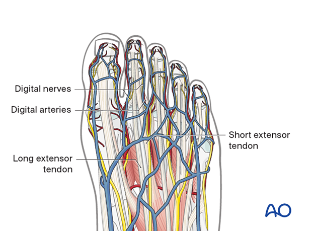 Important relevant anatomical structures when approaching the metatarsals
