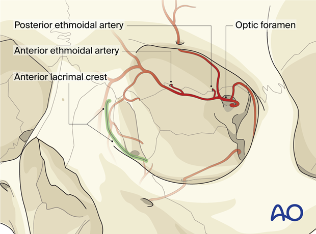 Surgical landmarks – extended glabellar approach.