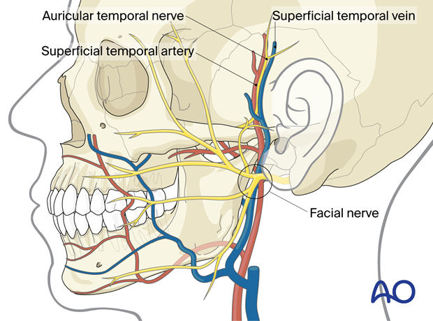 Anatomical features – preauricular approach.