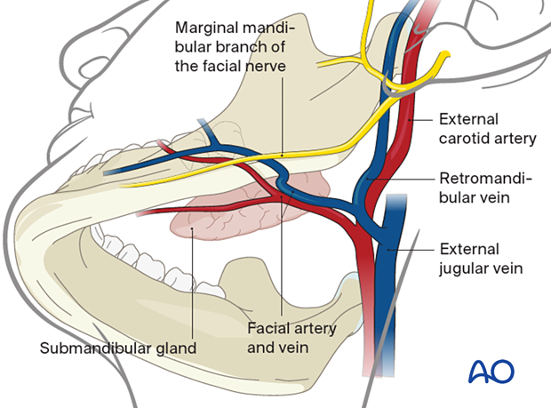 submandibular approach and the neurovascular strutures