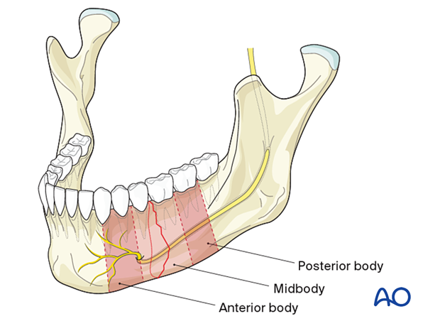 mandibular body