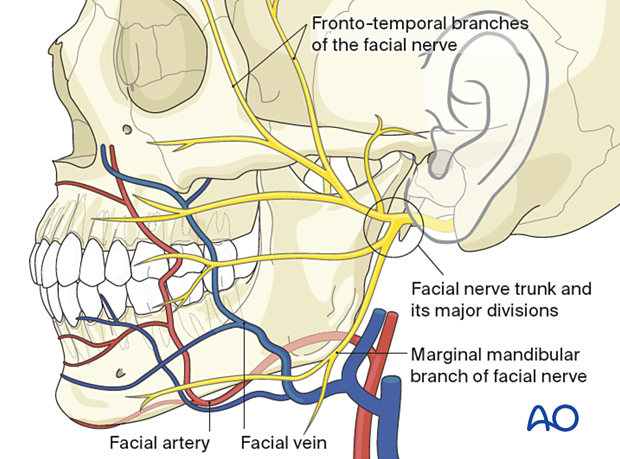 Mandibular Nerve Diagram