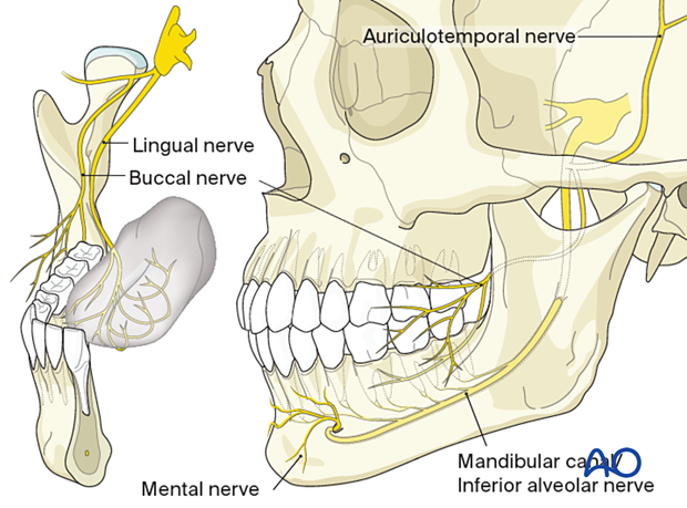 Clinically important ramifications of the 3rd division of trigeminal nerve (CN V3)
