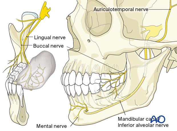 Mandibular Nerve Diagram