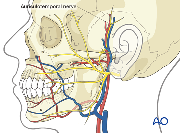 mandibular-nerve-division-and-its-relationship-with-vascular-structures-close  - NYSORA