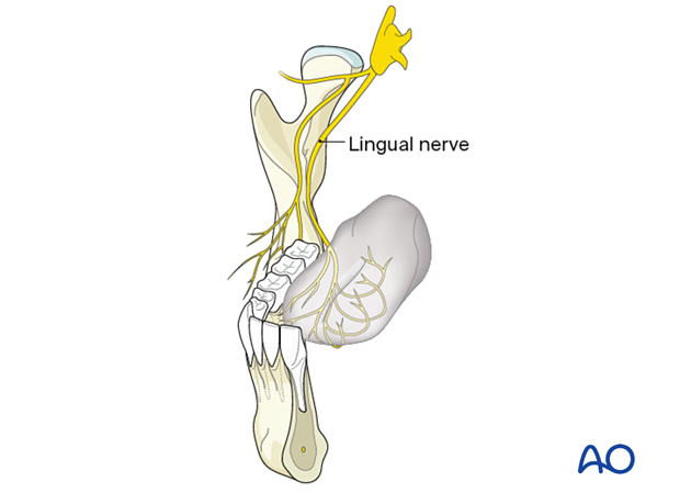 Branches of the mandibular nerve. *Motor branches. ABD = Anterior belly