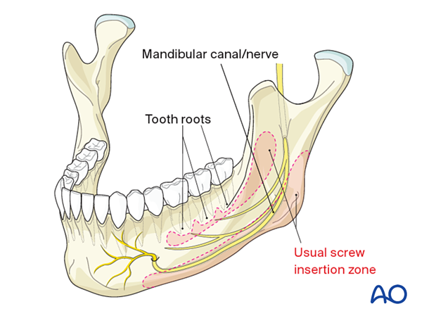 Mandibular nerve - Gross Anatomy 