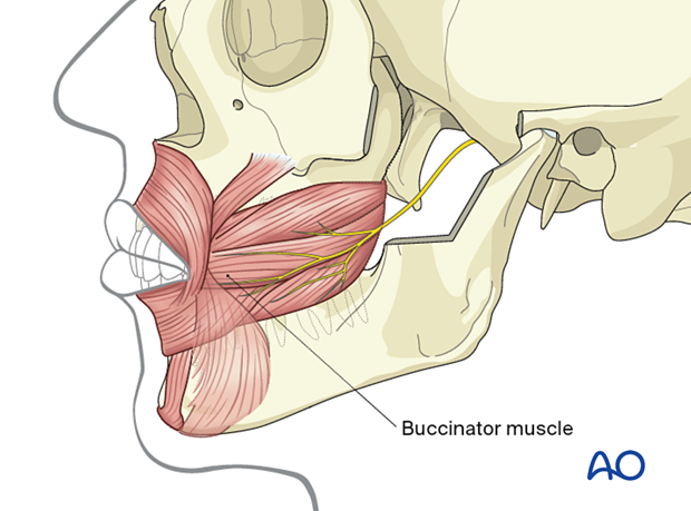 Buccinator muscle