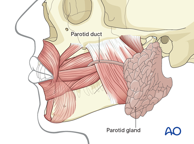 The duct of the parotid gland