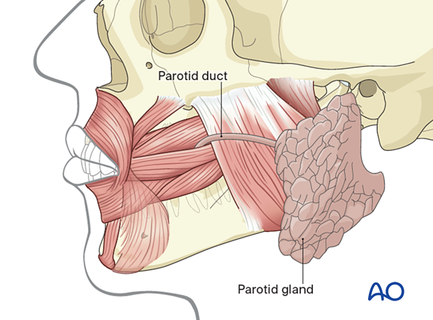 auriculotemporal nerve parotid