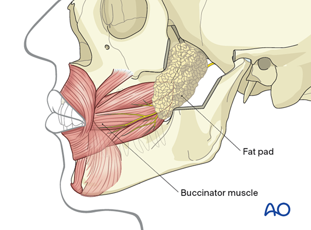 Branches of the mandibular nerve. *Motor branches. ABD = Anterior belly