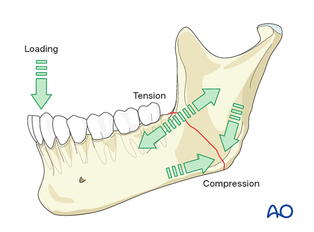 Mandible