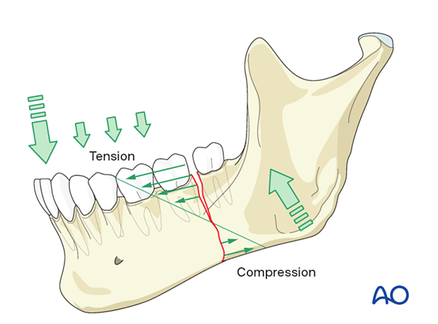 Mandibula - Vicipaedia