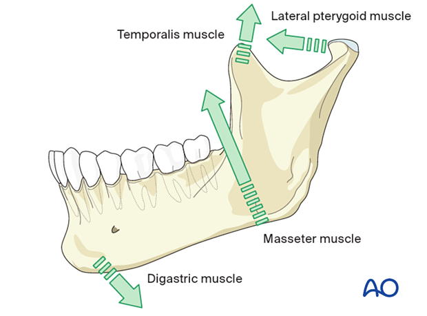 Mandibula - Vicipaedia