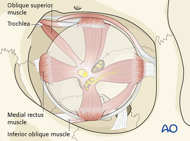 periorbital dissection introduction