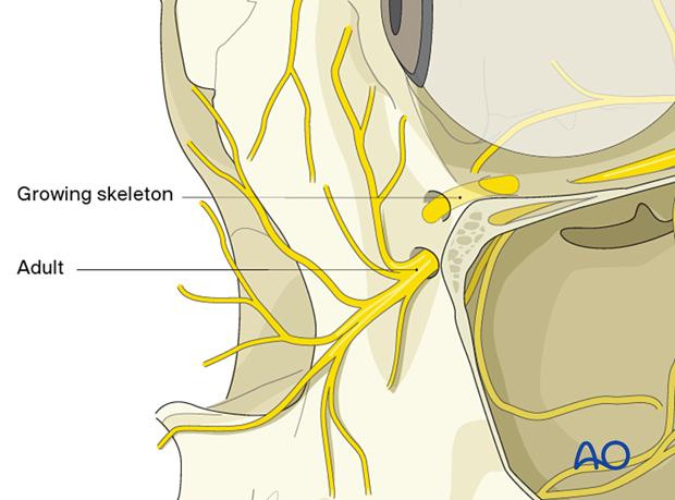 The infraorbital nerve exits closer to the infraorbital rim in the pediatric patient.