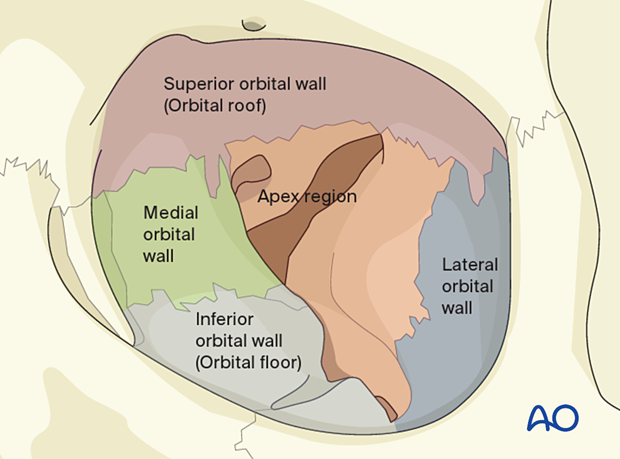 AO CMF Classification Internal orbit - orbital walls