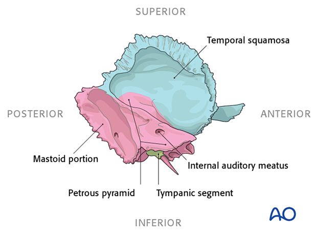 Medial view of the temporal bone