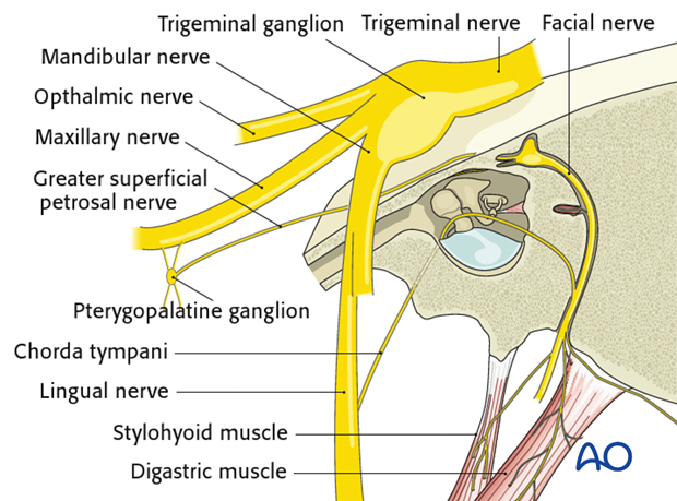 Relationship between the facial nerve in the temporal bone and the trigeminal nerve
