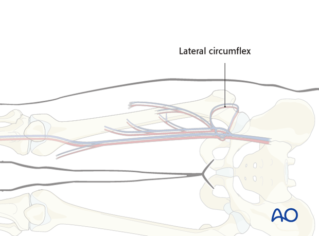 anterolateral thigh