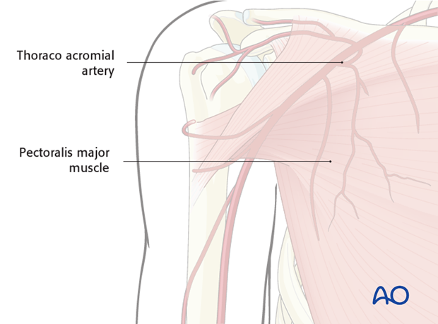 Pectoralis major muscle png images