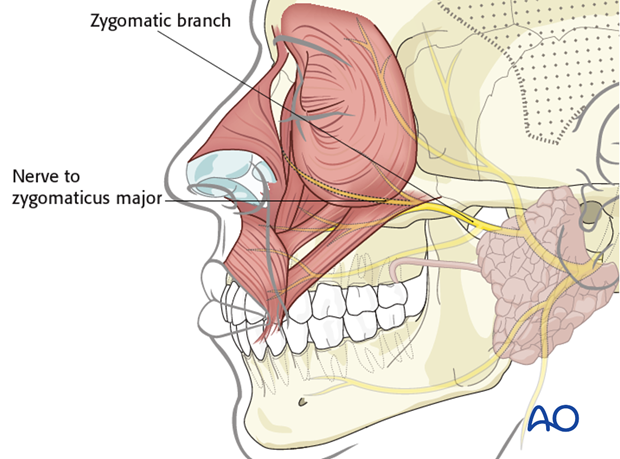 anatomy of the facial nerve