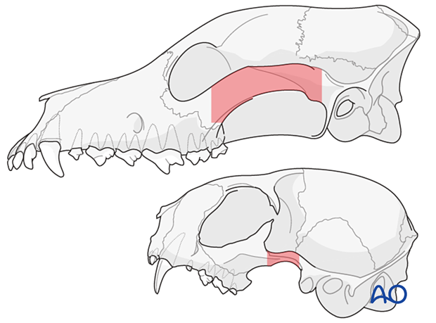 Anatomical differences between dogs and cats