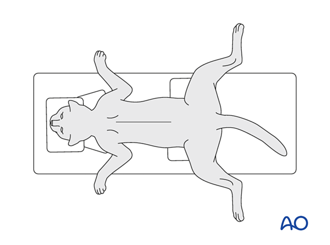 Angled Recumbency Sternal recumbency for the management of mandible injuries
