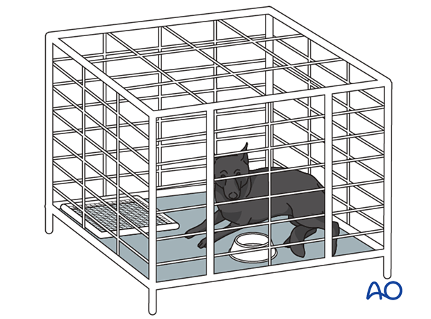 D12_P110_i040 For animals younger than six months of age, cage rest is the preferred method for immobilization