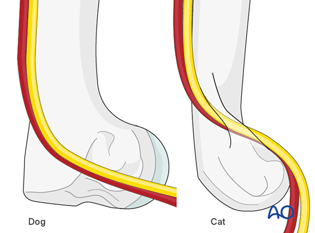 Cats have a supracondylar foramen which is located proximal to the medial epicondyle