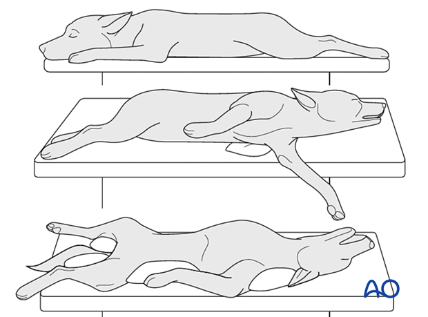 Patient positioned in sternal, lateral, and dorsal recumbency