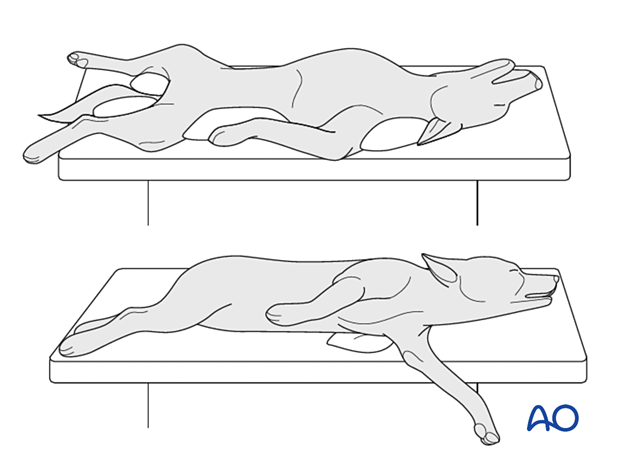 Patient in dorsal or lateral recumbency