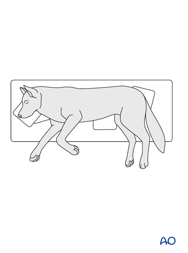 lateral recumbency position