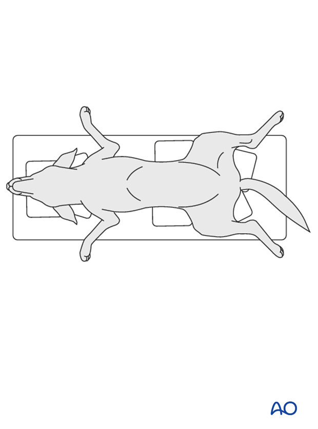 dog dorsal recumbent position